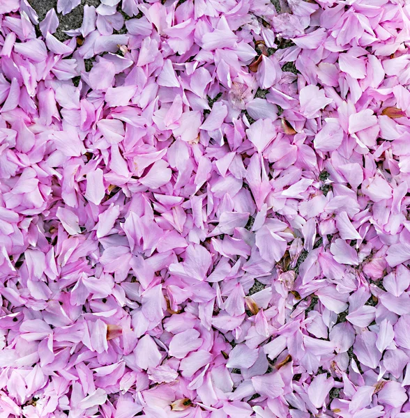 Flor rosada de un árbol — Foto de Stock