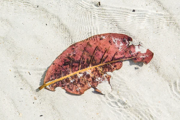 Beau fond de feuilles dans l'eau — Photo