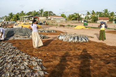 kadın balık Negombo plajda zımbala