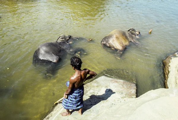 Mahout with his ephants in park Pinnawela — Stock Photo, Image