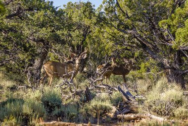 ormandaki sabah hafif geyikler