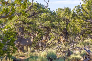 ormandaki sabah hafif geyikler