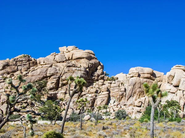 Joschua-Baum mit Felsen im Joschua-Baum-Nationalpark — Stockfoto