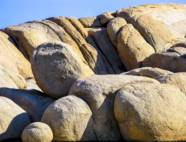 Joshua tree med stenar i joshua tree national park — Stockfoto