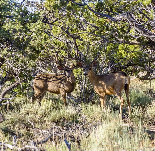 Ciervos en la luz de la mañana en el bosque — Foto de Stock