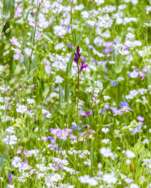 Bunte Wildblumen auf der Wiese — Stockfoto