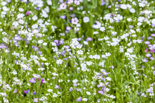 Bunte Wildblumen auf der Wiese — Stockfoto