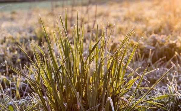 Dauwdruppels op het groene gras — Stockfoto