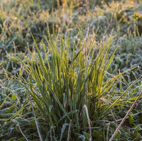 Yeşil çimlerin üzerindeki çiy damlaları — Stok fotoğraf