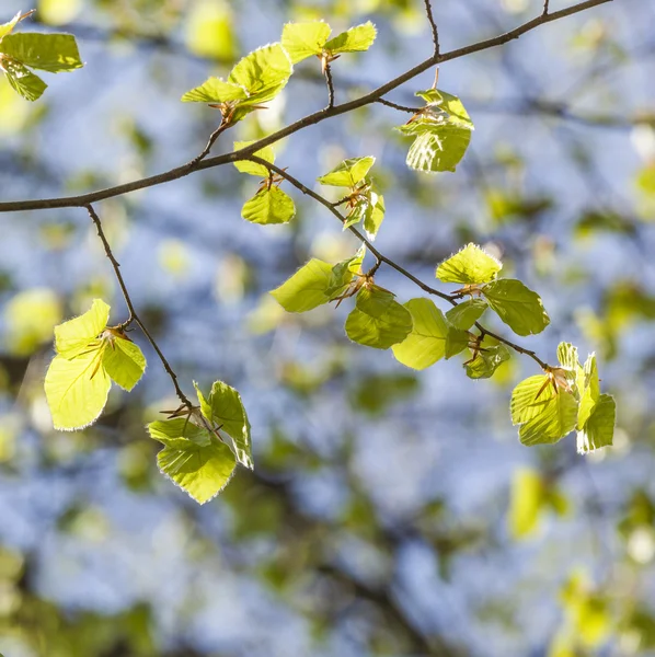 Close-up shot of a branch with young leaves in spring — Stock Photo, Image