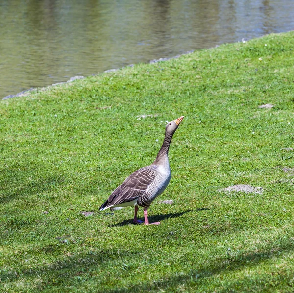 Ente genießt das grüne Gras — Stockfoto