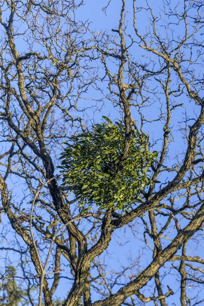 Muérdago en el árbol bajo el cielo azul — Foto de Stock