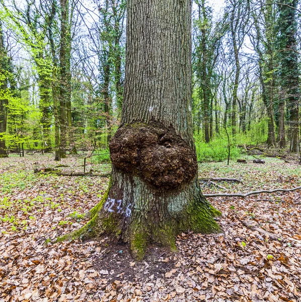 숲에서 큰 나무 그 루터 기 — 스톡 사진