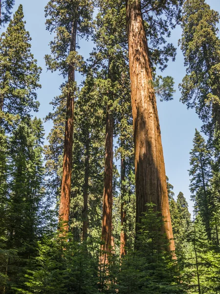 Tall and big sequoias in beautiful sequoia national park — Stock Photo, Image