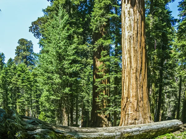 Árbol de la Sequoia en el bosque — Foto de Stock