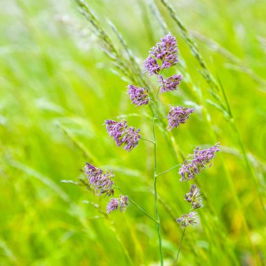 ayrıntı büyüyen yabani ot bitkilerin
