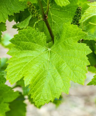 Taze üzüm yaprakları arka plan