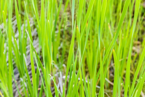 Taze bahar yeşil reed çimen — Stok fotoğraf