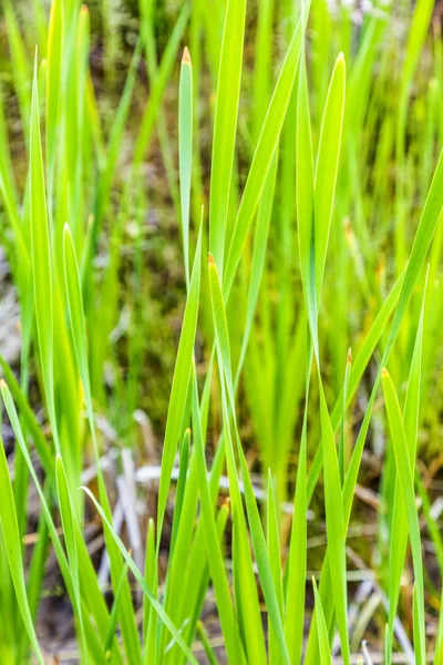 Erba di canna verde primavera fresca — Foto Stock