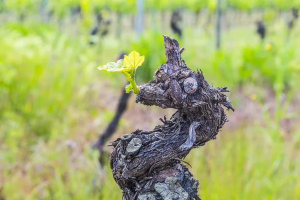 Old vine tree stem — Stock Photo, Image