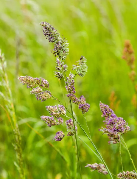 Detail wild wachsender Graspflanzen — Stockfoto