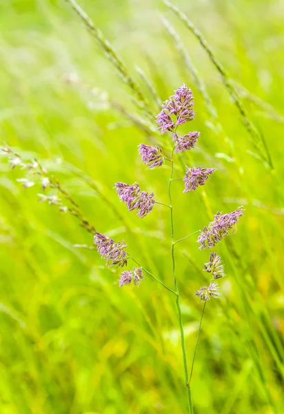 Detail of wild growing grass plants — Stock Photo, Image