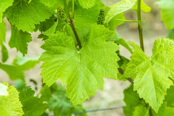Antecedentes de hojas de uva frescas —  Fotos de Stock