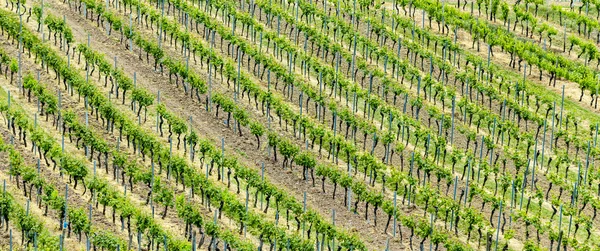 Vineyards abstract — Stock Photo, Image
