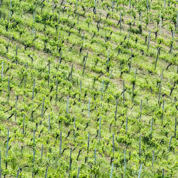 Weinberge abstrakt — Stockfoto