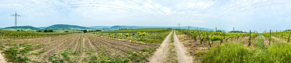 Panorama av vingård i vår tid — Stockfoto