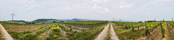 Panorama der Weinberge im Frühling — Stockfoto