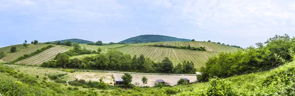 View  of vineyard in spring time — Stock Photo, Image