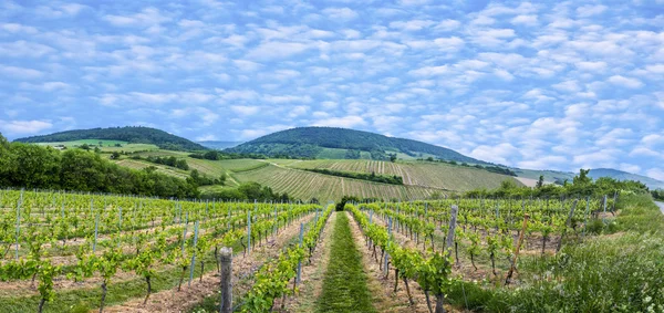 View  of vineyard in spring time — Stock Photo, Image