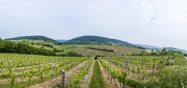 Vista del vigneto in primavera — Foto Stock