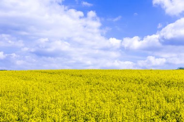 Kanola, yağlı tohum tecavüz, biyodizel kırpma