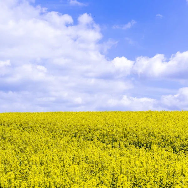 Canola, Colza oleaginosa, Cultivo de biodiésel —  Fotos de Stock