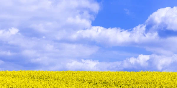 Canola,Oilseed Rape,Biodiesel Crop — Stock Photo, Image