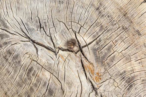 Ceppo di albero abbattuto - sezione del tronco con anelli annuali — Foto Stock