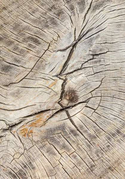 Stubbe av fällt träd - del av stammen med årsringar — Stockfoto