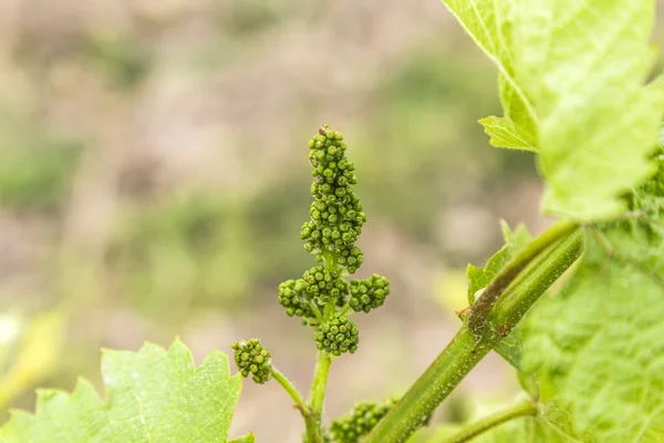 Grapes in the vineyard in springtime — Stock Photo, Image