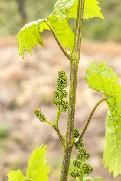 Uvas en el viñedo en primavera —  Fotos de Stock