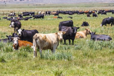 çayır otlayan inekler