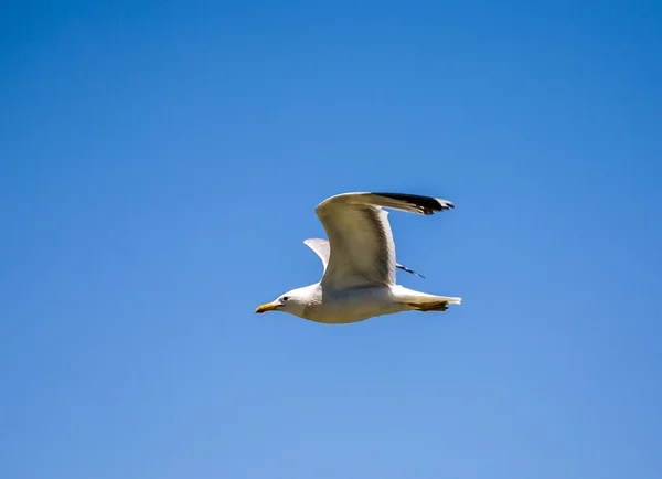 Californië meeuw vliegen over de prachtige mono lake — Stockfoto