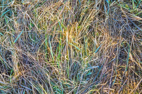 Closeup of green frozen grass in the late fall — Stock Photo, Image