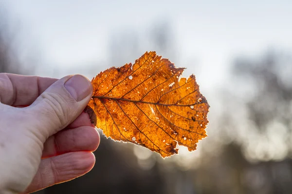 Bir sonbahar yaprak elinde tutan — Stok fotoğraf