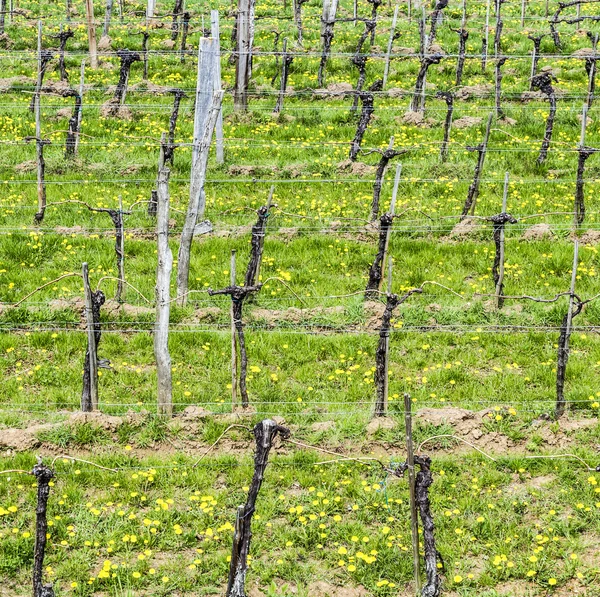 Vineyards in early spring in the Wachau area — Stock Photo, Image