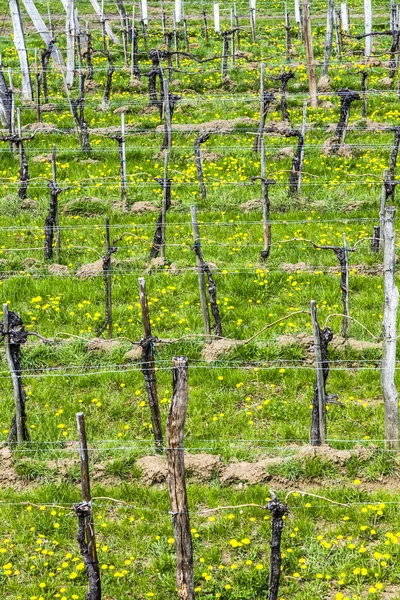 Szőlőültetvények, kora tavasszal a Wachau területén — Stock Fotó