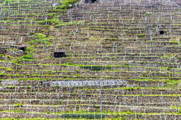 Vingårdar i tidig vår i området Wachau — Stockfoto