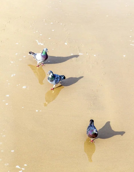 Séta a homokos tengerparton Sea gull madár — Stock Fotó