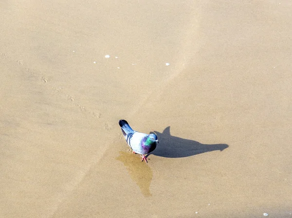 Séta a homokos tengerparton Sea gull madár — Stock Fotó